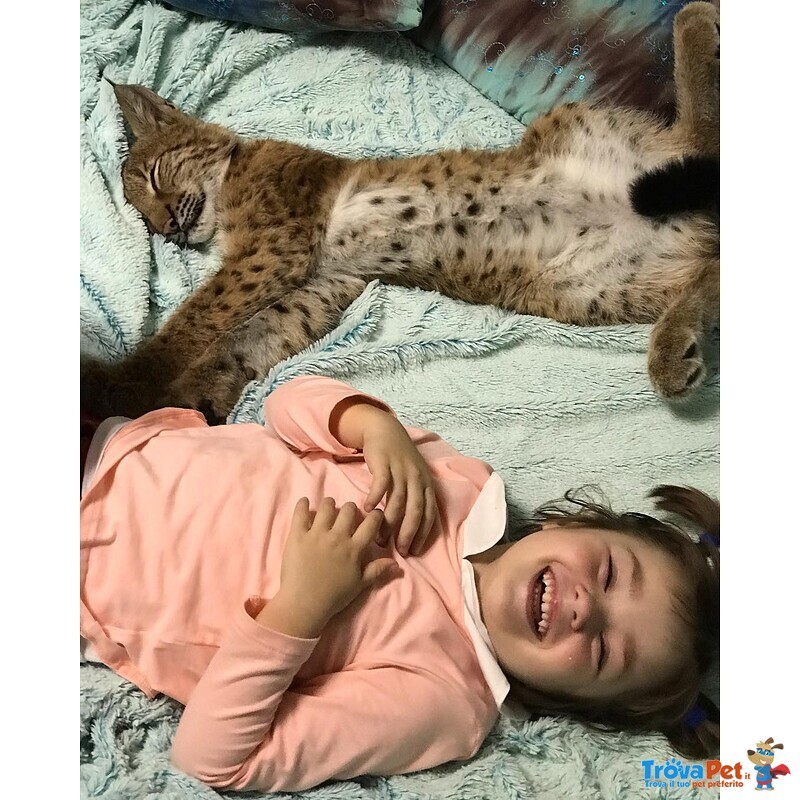 Disponibili Bellissimi Cuccioli di Lince - Foto n. 1
