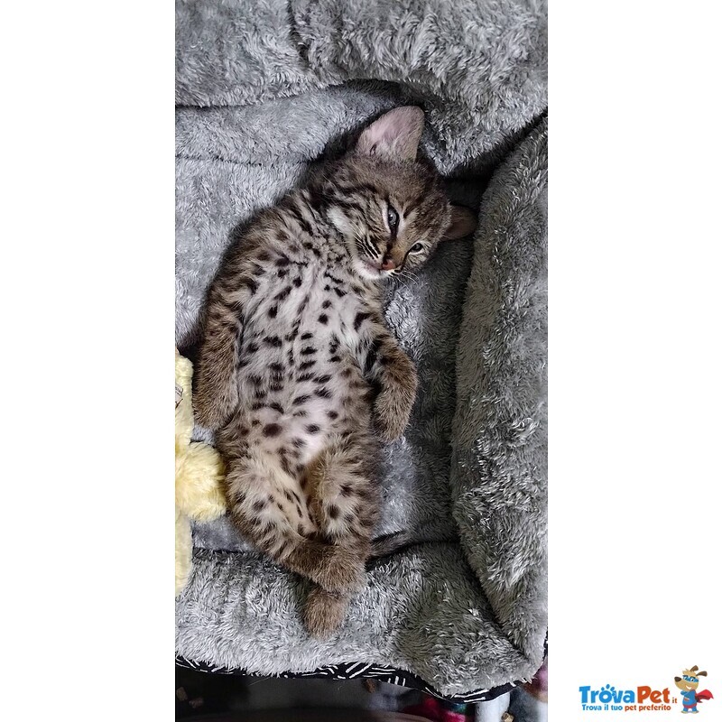 Disponibili Bellissimi Cuccioli di Lince - Foto n. 2