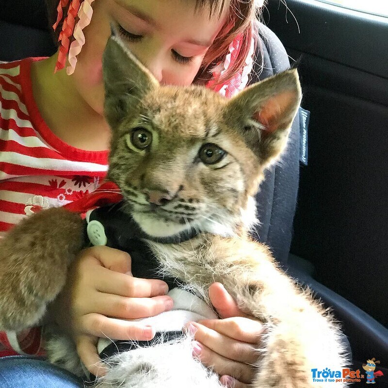 Disponibili Bellissimi Cuccioli di Lince - Foto n. 3