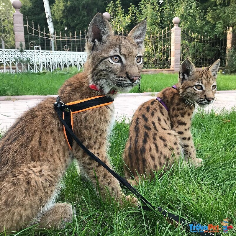 Disponibili Bellissimi Cuccioli di Lince - Foto n. 5