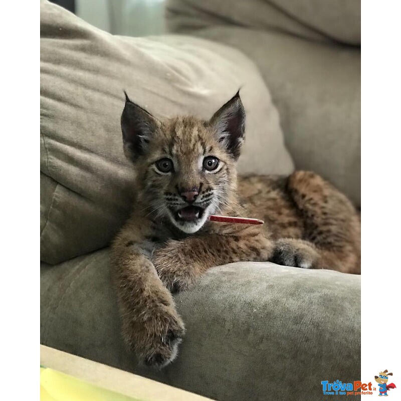 Disponibili Bellissimi Cuccioli di Lince - Foto n. 6