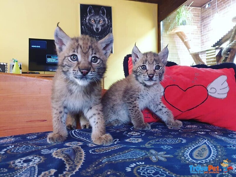 Disponibili Bellissimi Cuccioli di Lince - Foto n. 7