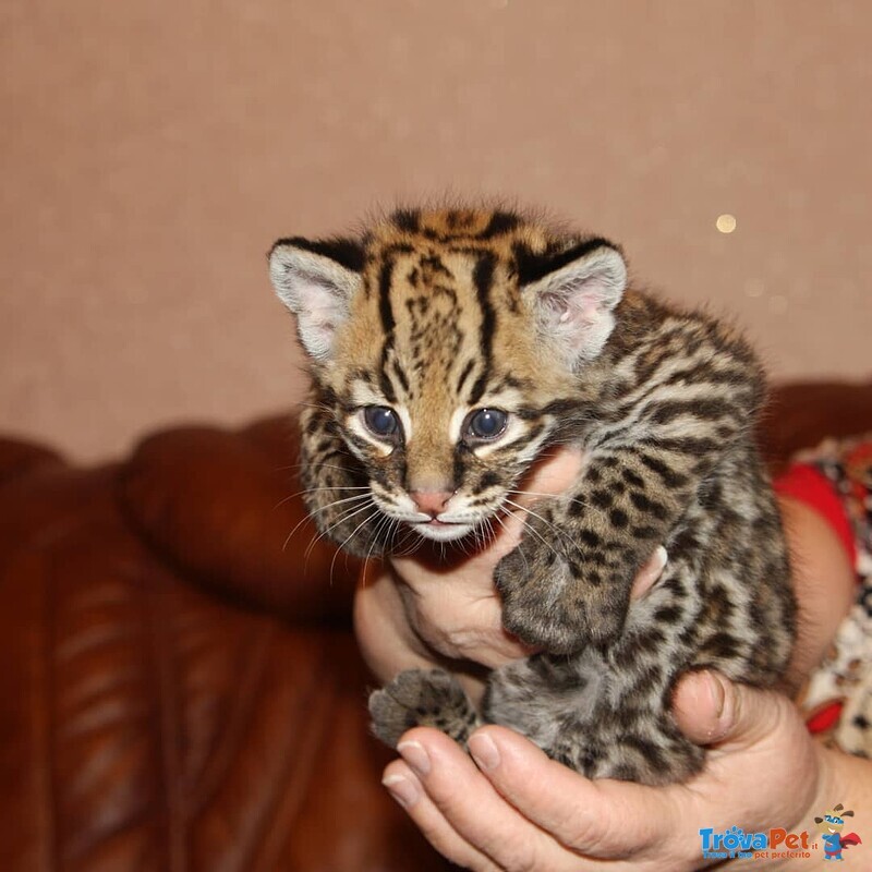 Splendidi Cuccioli di Ocelot Disponibili - Foto n. 1