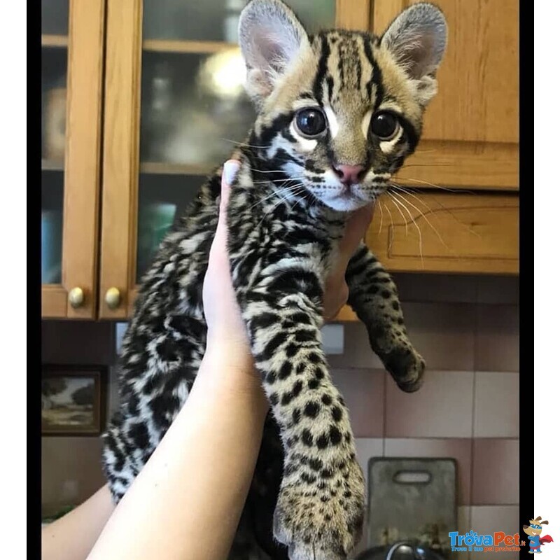 Splendidi Cuccioli di Ocelot Disponibili - Foto n. 2