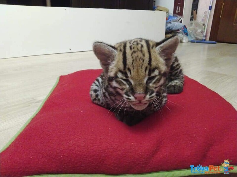 Splendidi Cuccioli di Ocelot Disponibili - Foto n. 3