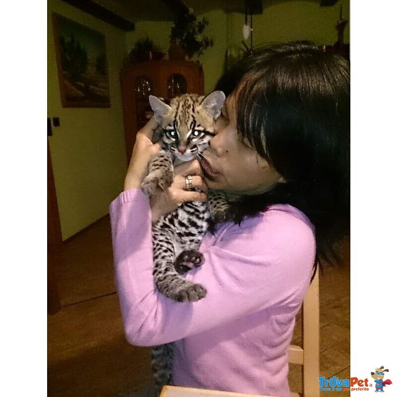 Splendidi Cuccioli di Ocelot Disponibili - Foto n. 5