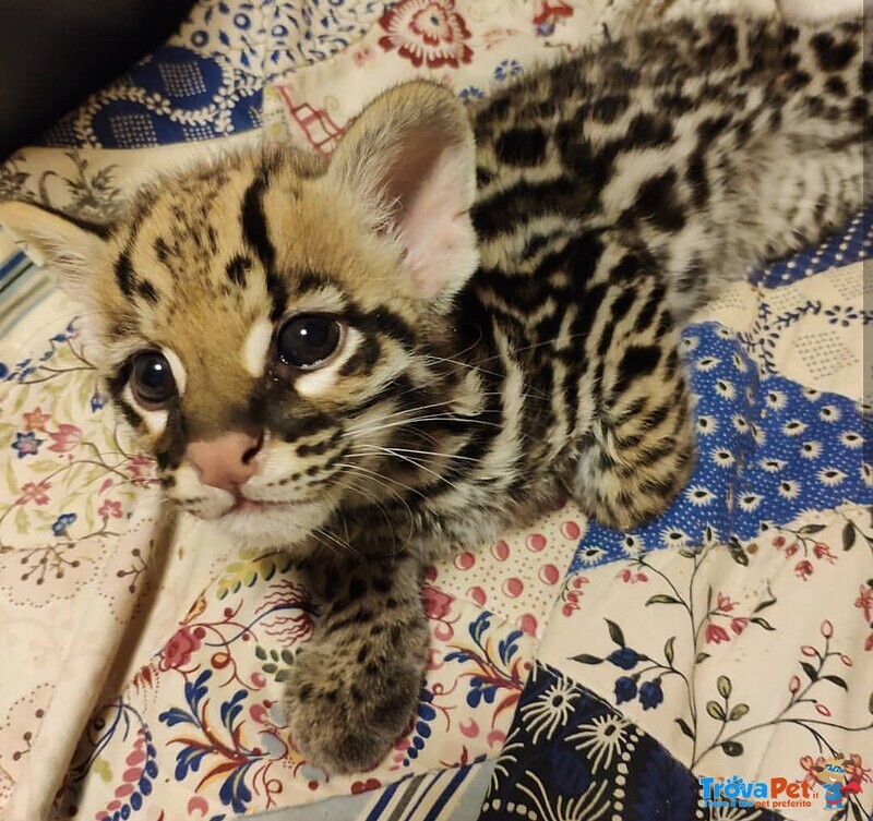 Splendidi Cuccioli di Ocelot Disponibili - Foto n. 6