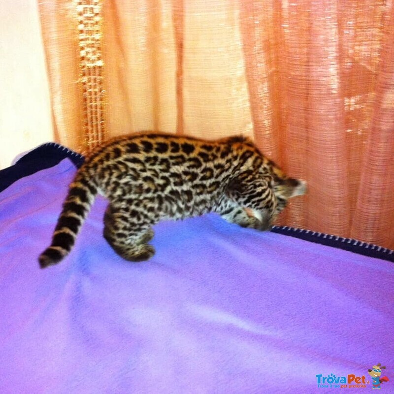Splendidi Cuccioli di Ocelot Disponibili - Foto n. 7
