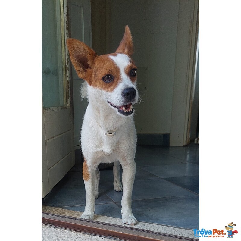 Giovanni, Cagnolino Dolcissimo Aspetta una Casa - Foto n. 1
