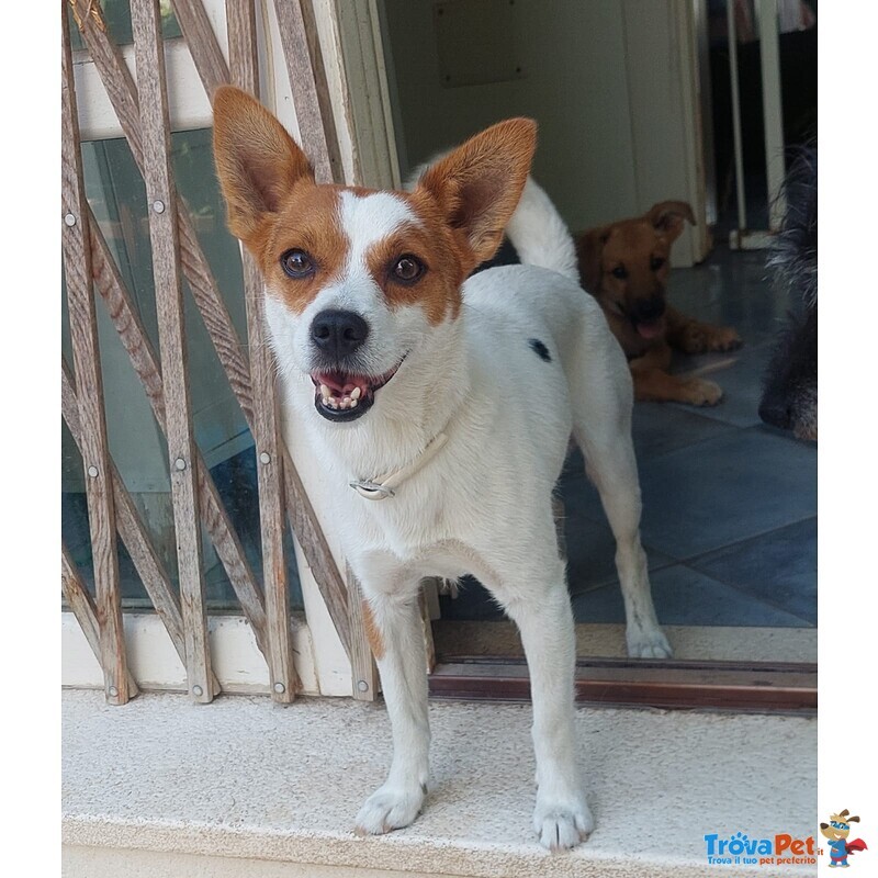 Giovanni, Cagnolino Dolcissimo Aspetta una Casa - Foto n. 2