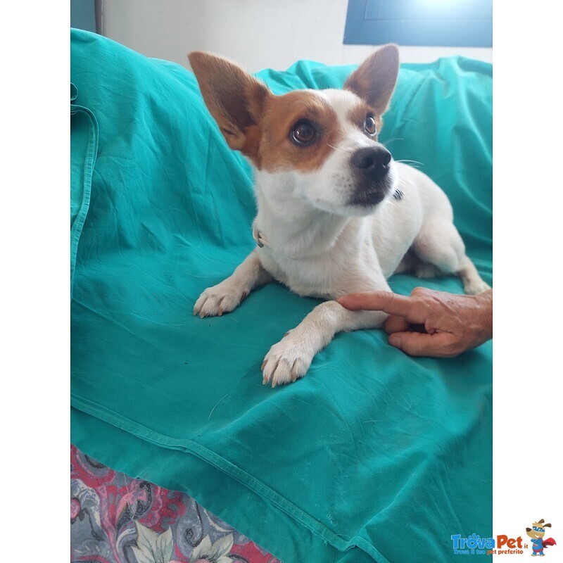 Giovanni, Cagnolino Dolcissimo Aspetta una Casa - Foto n. 3