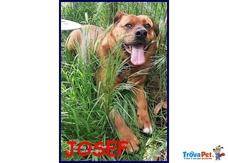 Josef 7anni Patatone Dolcissimo! 25kg - Foto n. 2