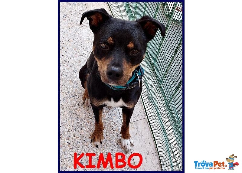 Kimbo Dolce Piccoletto Sempre da Solo! - Foto n. 1
