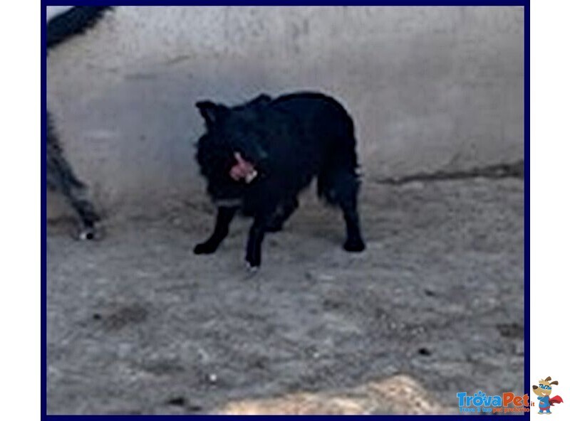 Sabrina sui 3 anni - una Timidina! - Foto n. 4