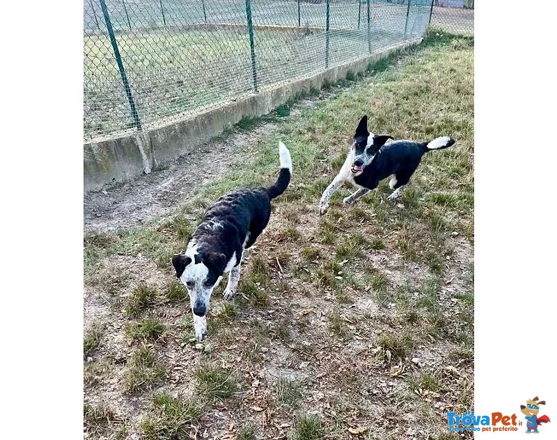 Toto' e maya Stanno Crescendo in Canile - Foto n. 1