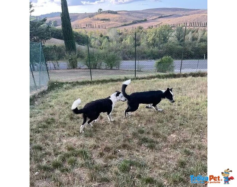 Toto' e maya Stanno Crescendo in Canile - Foto n. 2