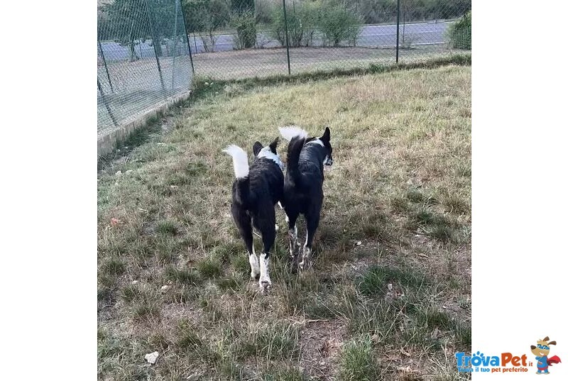 Toto' e maya Stanno Crescendo in Canile - Foto n. 3