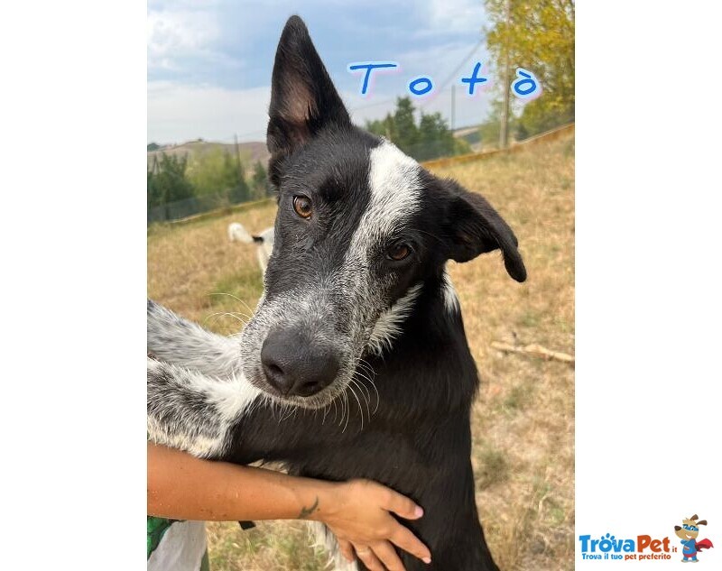 Toto' e maya Stanno Crescendo in Canile - Foto n. 4