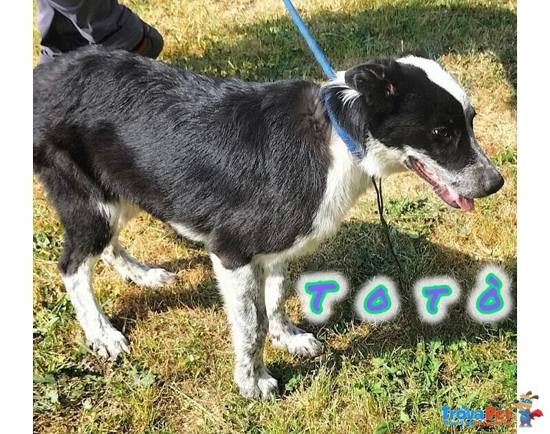 Toto' e maya Stanno Crescendo in Canile - Foto n. 5