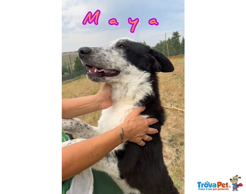 Toto' e maya Stanno Crescendo in Canile - Foto n. 7