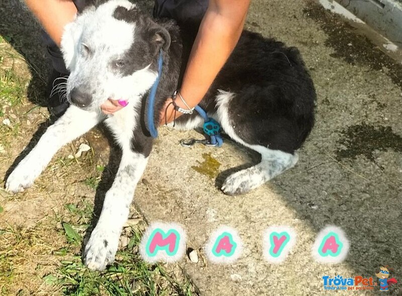 Toto' e maya Stanno Crescendo in Canile - Foto n. 8