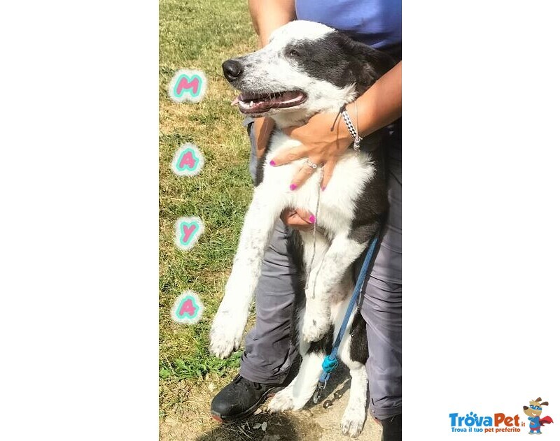 Toto' e maya Stanno Crescendo in Canile - Foto n. 9