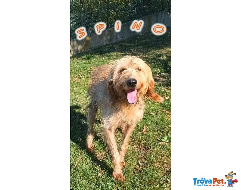 Spino 4anni Buono col Mondo Intero - Foto n. 1
