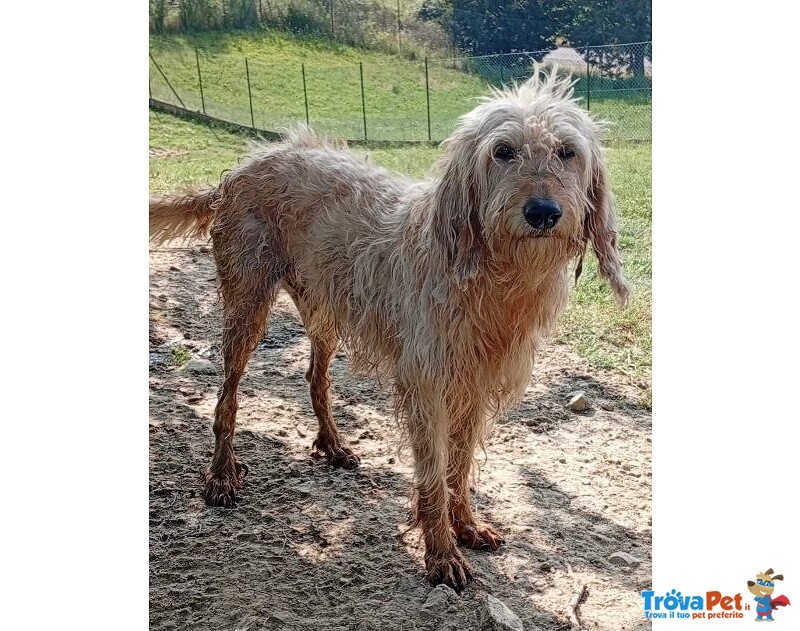 Spino 4anni Buono col Mondo Intero - Foto n. 2