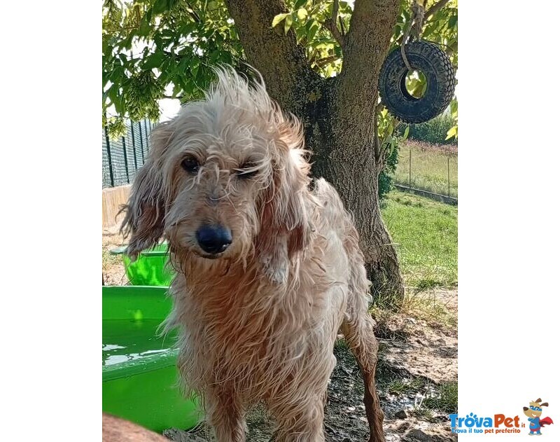 Spino 4anni Buono col Mondo Intero - Foto n. 3