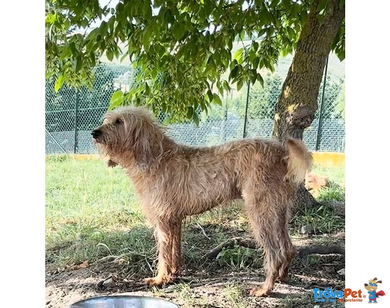Spino 4anni Buono col Mondo Intero - Foto n. 4