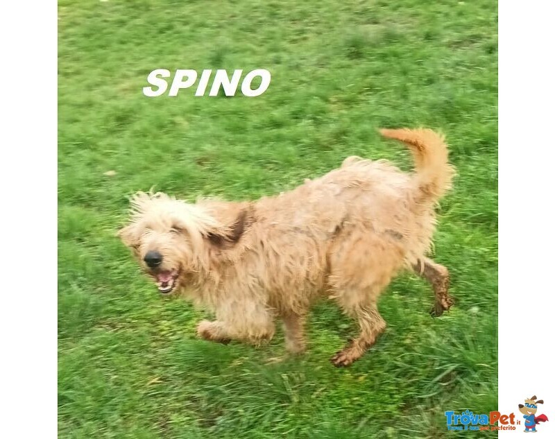 Spino 4anni Buono col Mondo Intero - Foto n. 5