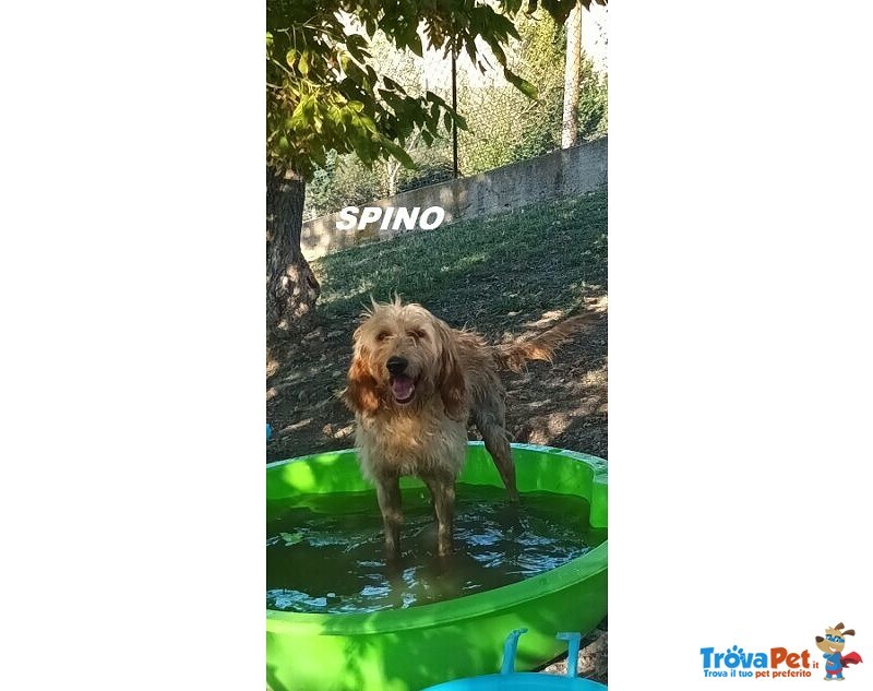 Spino 4anni Buono col Mondo Intero - Foto n. 6