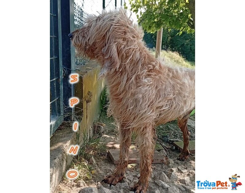 Spino 4anni Buono col Mondo Intero - Foto n. 7