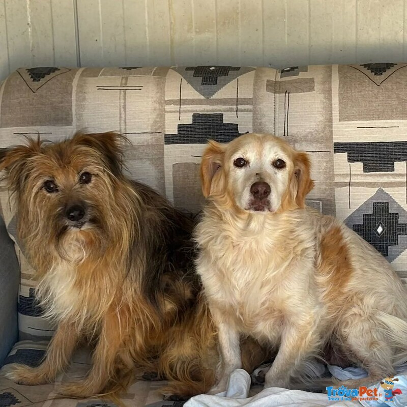 Luna e toby Cercano casa - Adozione del Cuore ! - Foto n. 2