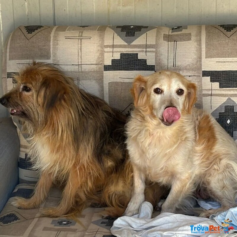 Luna e toby Cercano casa - Adozione del Cuore ! - Foto n. 3