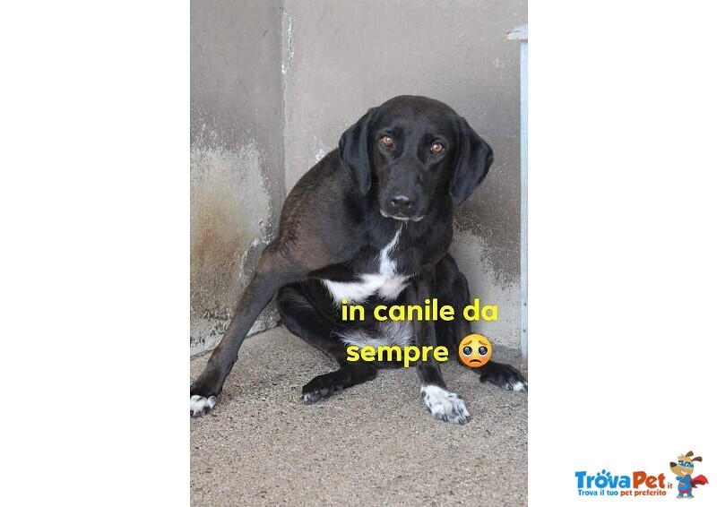 Luana 9-10anni in Canile da Sempre! - Foto n. 1