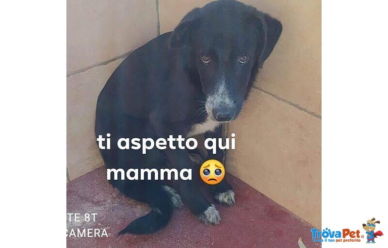 Thor Triste ed Impaurito - Foto n. 1