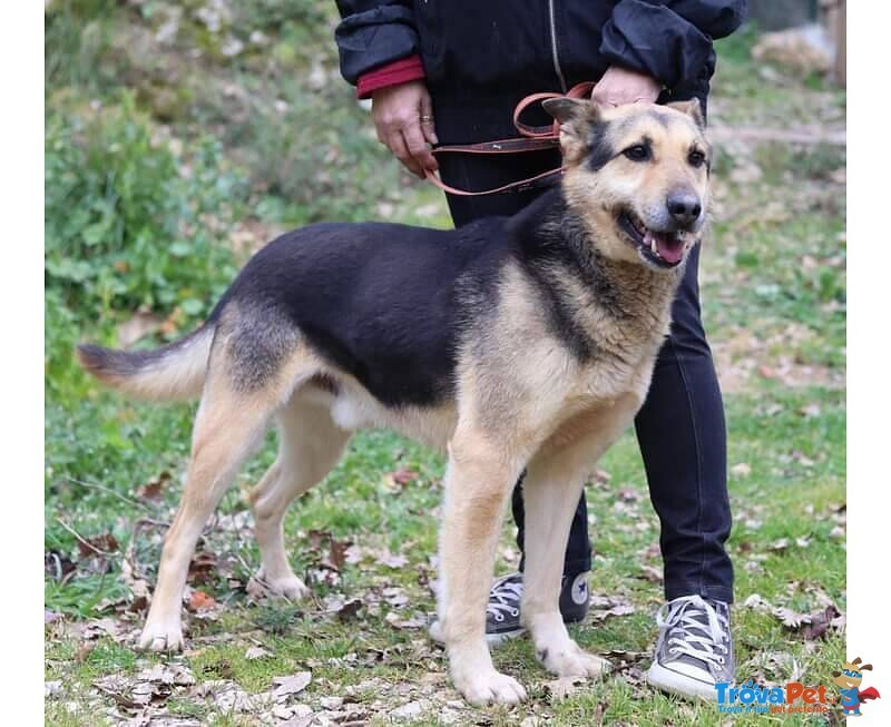 Rex Affettuoso Nonnino - Foto n. 1