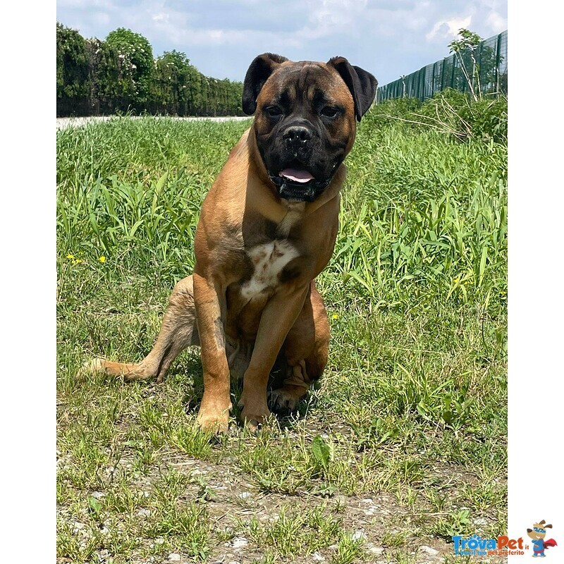 Leon cane Corso - Foto n. 1