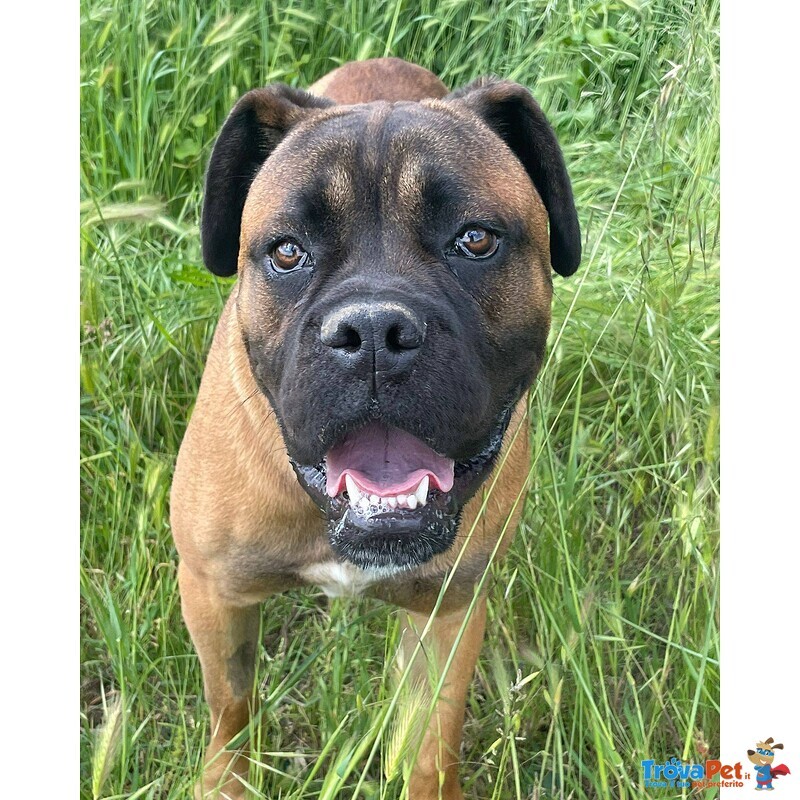 Leon cane Corso - Foto n. 3