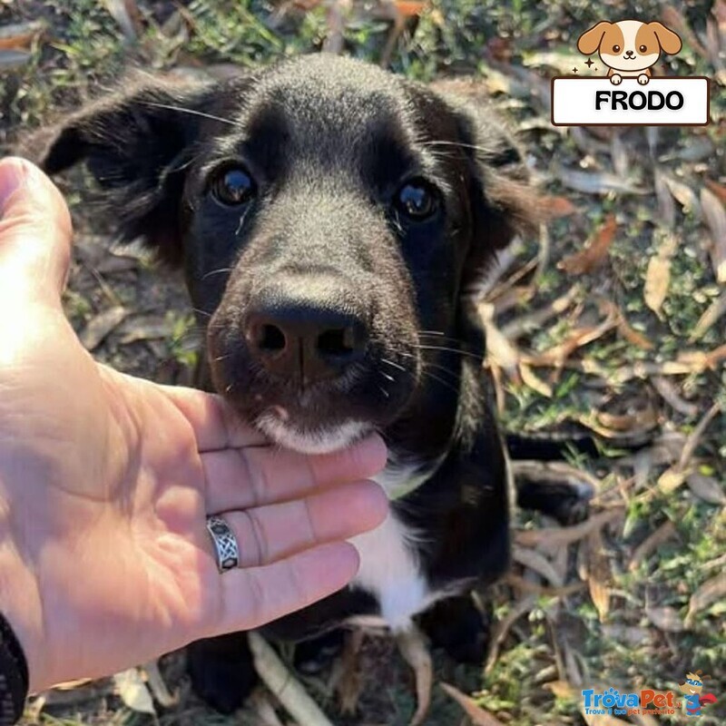 Frodo Cucciolo 4 mesi Cerca Adozione a Latina - Foto n. 1