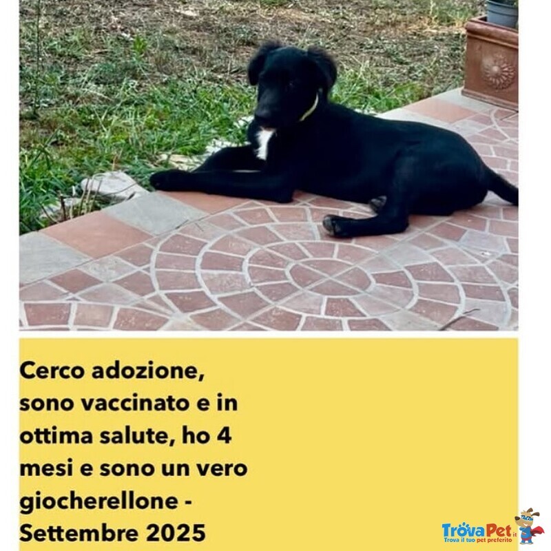 Frodo Cucciolo 4 mesi Cerca Adozione a Latina - Foto n. 3