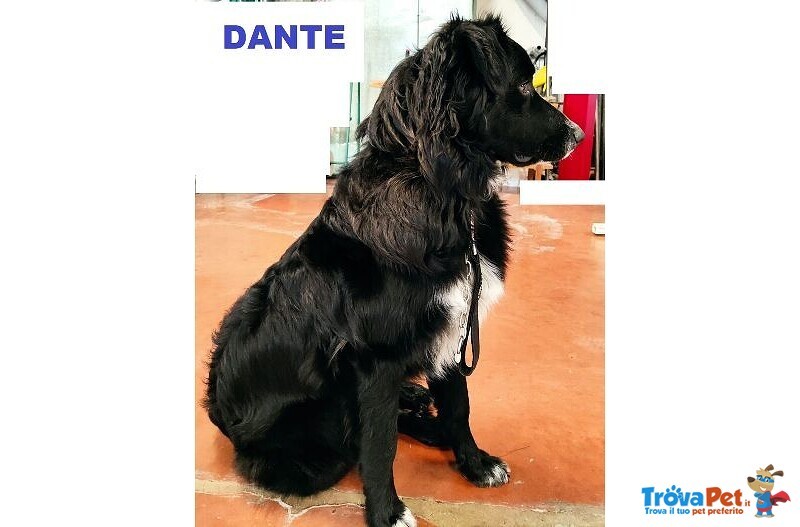 Dante Giovane Simil Border Affettuosissimo - Foto n. 2