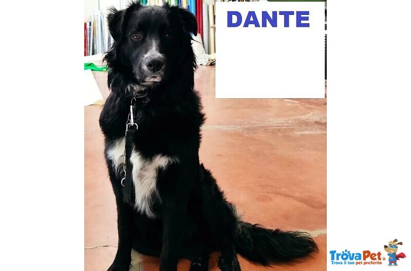 Dante Giovane Simil Border Affettuosissimo - Foto n. 3