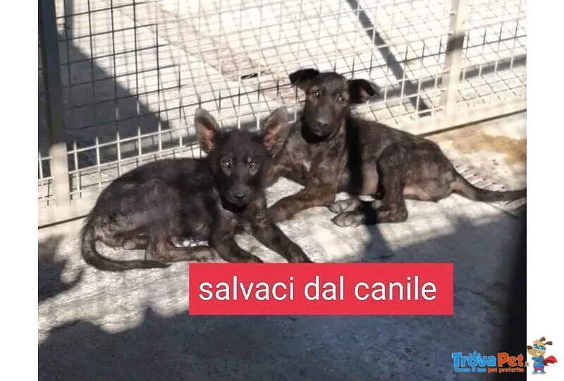 Giovanissimi Simil Past. ted. Nero - Foto n. 1