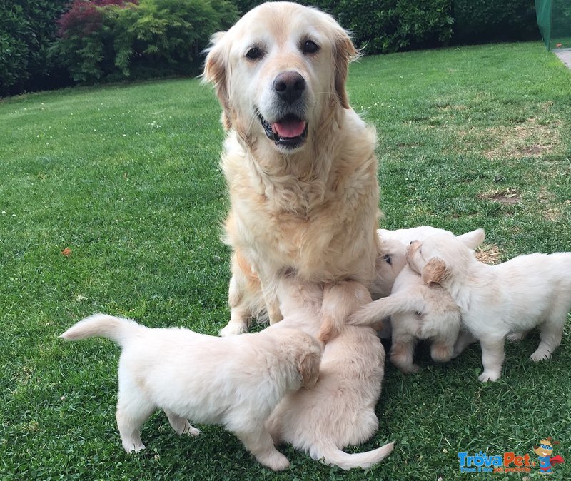 Cuccioli Golden Retriever - Foto n. 3