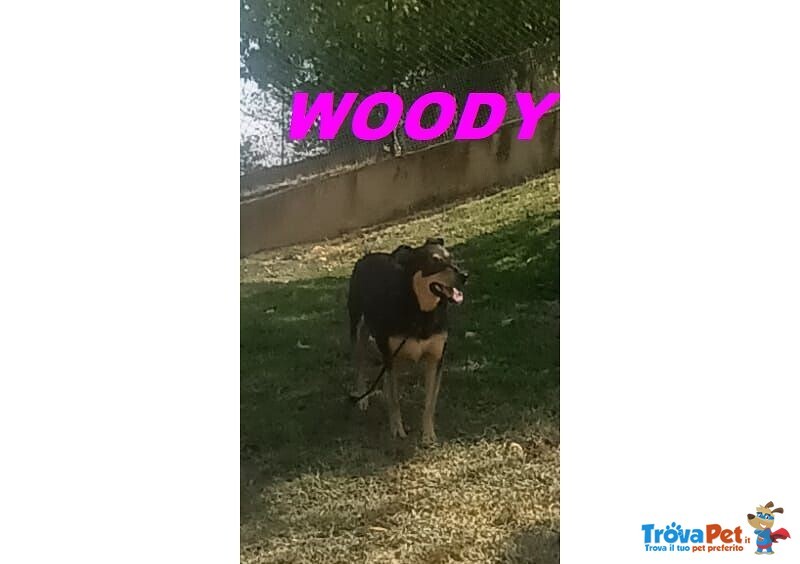 Woody 3anni una Bella Timidina! - Foto n. 1
