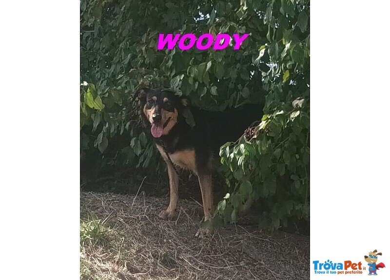 Woody 3anni una Bella Timidina! - Foto n. 2