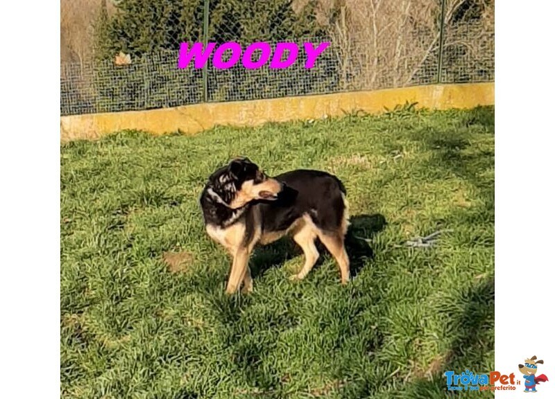 Woody 3anni una Bella Timidina! - Foto n. 3