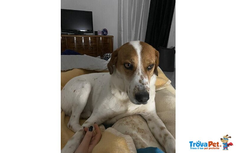 Tommy 7anni deve Finalmente Trovare Pace - Foto n. 4